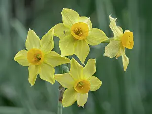 Tuscanny Prints: Polyanthus narcissus (Narcissus aureus) in flower, Tuscany, Italy. February