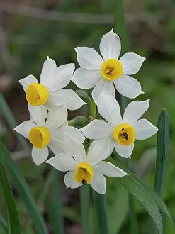Umbria Prints: Polyanthus narcissus (Narcissus tazetta) in flower