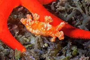 Mollusca Prints: Polycerid nudibranch (Kaloplocamus sp)