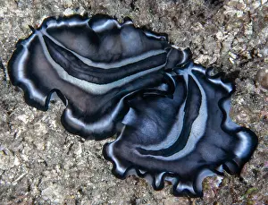 Flatworm Prints: Polyclad flatworms (Pseudobiceros sp)