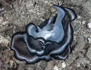 Flatworm Prints: Polyclad flatworms (Pseudobiceros sp)