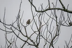 Fiji Prints: Polynesian starling (Aplonis tabuensis) perched in a bare tree