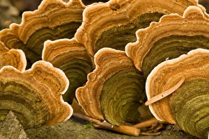 Images Dated 11th October 2008: Polypore fungus (Coriolus versicolor) on a stump in Corkova Uvala virgin forest