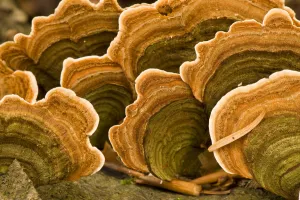 Polypore fungus (Coriolus versicolor) on a stump in Corkova Uvala virgin forest