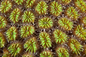 Anthozoans Gallery: Polyps of cushion coral (Galaxea fascicularis) Maldives, Indian Ocean