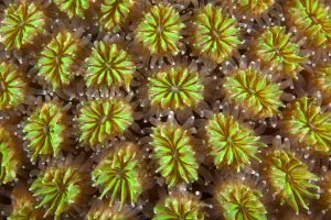 Polyps of cushion coral (Galaxea fascicularis) Maldives, Indian Ocean