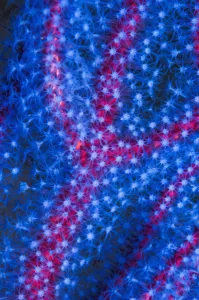 Alcyonacea Gallery: Polyps on gorgonian fan coral. West Papua, Indonesia