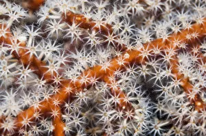 Alcyonacea Gallery: Polyps on gorgonian fan coral. West Papua, Indonesia