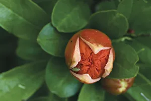 Images Dated 22nd May 2009: Pomegranate (Punica granatum) flower with an aphid on it, Hutovo Blato Nature Park