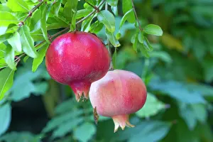 Myrtales Prints: Pomegranates (Punica granatum) growing in a Mediterranean garden