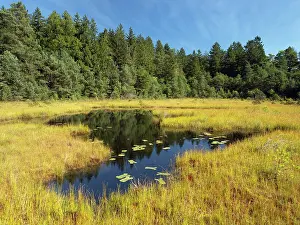 Upland Prints: Pond in moorland with forest behind