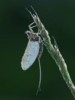 Upwing Fly Prints: Pond olive mayfly (Cloeon dipterum) roosting at dawn covered in dew