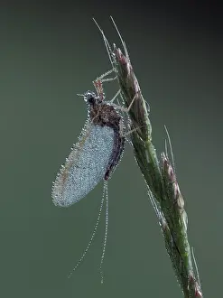 Upwing Fly Prints: Pond olive mayfly (Cloeon dipterum) roosting at dawn covered in dew