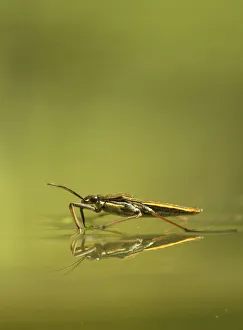 2020VISION 2 Gallery: Pond skater (Gerris lacustris) on a pond, Hertfordshire, England, UK, June