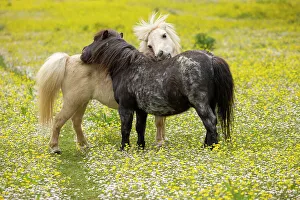 Ranunculaceae Prints: Two ponies mutual grooming, nuzzling in a field of buttercups (Ranunculus sp) Milborne Port