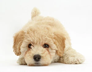 Canis Familiaris Gallery: Poochon puppy, Bichon Frise cross Poodle, age 6 weeks