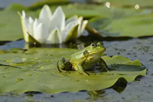 Plants Gallery: Pool Frog (Rana lessonae) sitting on White lily pad, Danube delta rewilding area, Romania