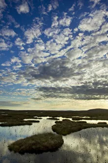 Images Dated 3rd June 2011: Pool system on peat bog at dawn, Forsinard Flows RSPB reserve, Flow Country, Sutherland