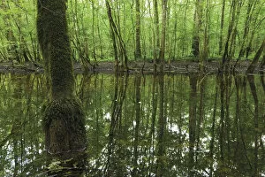 Pool of water left over from the flooded season in a Grey alder (Alnus incana) forest