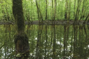 Elio Della Ferrera Prints: Pool of water left over from the flooded season in a Grey alder (Alnus incana) forest