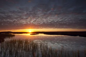 Images Dated 2nd July 2011: Pools and bog peatland at dawn, Flow Country, Sutherland, Highlands, Scotland, UK