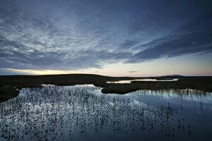 Images Dated 1st July 2011: Pools and bog peatland at dawn, Flow Country, Scotland, June
