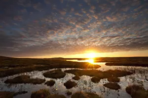 Images Dated 2nd July 2011: Pools and bog peatland at dawn, Flow Country, Sutherland, Highlands, Scotland, UK