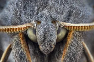 Sphingid Prints: Poplar Hawkmoth (Laothoe populi) male, detail of head showing finely divided antennae