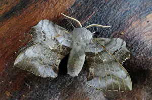Sphingid Prints: Poplar hawkmoth (Laothoe populi) resting, Dorset, England, UK. July. Captive