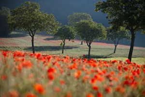Poppies flowering in a field, near Norcia, Umbria, Italy. May 2005