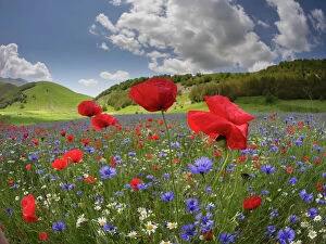 Landscape Collection: Poppies (Papaver rhoeas) and cornflowers (Centaurea cyanus) near Castellucio di Norcia