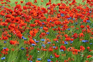 Papaveraceae Prints: Poppies (Papaver rhoeas) and Cornflowers (Centaurea cyanus) in flower along edge of farmland