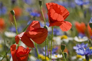 Pods Prints: Poppies (Papaver rhoeas) and cornflowers (Centaurea) in flower Piano Grande, Umbria