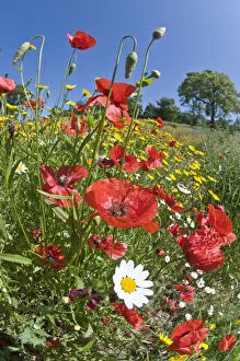 Red Collection: Poppies (Papaver rhoeas) in flower, growing near the military cemetry, Bolsena, Italy