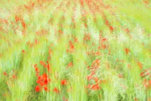 Papaveraceae Prints: Poppies (Papaver rhoeas) flowering in field