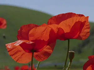 Papaver Prints: Poppies (Papaver rhoeas) two flowers and developing seed pod, near Castellucio di Norcia