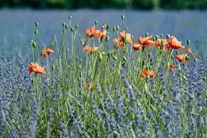 Poppies (Papaver rhoeas) in lavender field, near Sault, Vaucluse, France, September