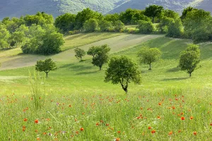 Papaveraceae Prints: Poppies (Papaver sp.) flowering in a field with scattered trees and woodland