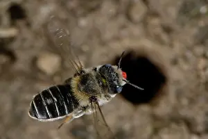 Papaveraceae Prints: Poppy bee (Osmia papaveris) arriving at nest entrance
