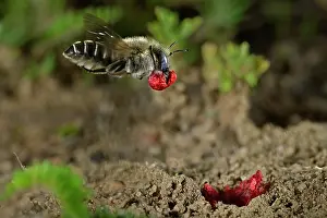 Papaveraceae Prints: Poppy bee (Osmia papaveris) arriving at nest entrance