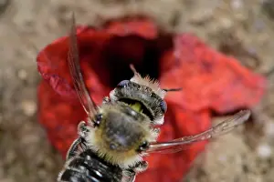 Papaveraceae Prints: Poppy bee (Osmia papaveris) arriving at nest entrance