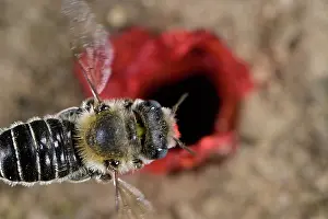 Papaveraceae Prints: Poppy bee (Osmia papaveris) arriving at nest entrance