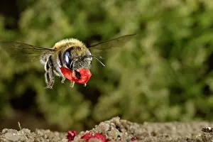 Papaveraceae Prints: Poppy bee (Osmia papaveris) carrying bundled pieces of petals from Common poppy (Papaver rhoeas) used to line nest