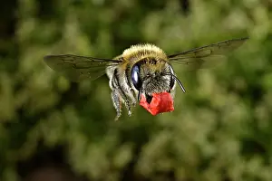 Papaveraceae Prints: Poppy bee (Osmia papaveris) carrying bundled pieces of petals from Common poppy (Papaver rhoeas) used to line nest