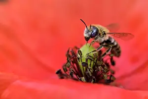 Papaveraceae Prints: Poppy bee (Osmia papaveris) collecting pollen from Common poppy (Papaver rhoeas)