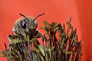 Papaveraceae Prints: Poppy bee (Osmia papaveris) collecting pollen from Common poppy (Papaver rhoeas)