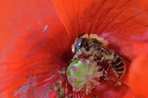 Papaveraceae Prints: Poppy bee (Osmia papaveris) collecting pollen from Common poppy (Papaver rhoeas)