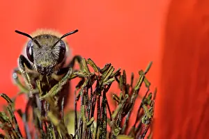 Papaveraceae Prints: Poppy bee (Osmia papaveris) collecting pollen from Common poppy (Papaver rhoeas)