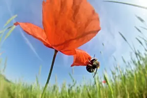 Papaveraceae Prints: Poppy bee (Osmia papaveris) cutting out piece of petal from Common poppy (Papaver rhoeas) used to line its nest