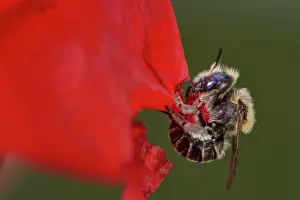 Papaveraceae Prints: Poppy bee (Osmia papaveris) cutting out piece of petal from Common poppy (Papaver rhoeas) used to line its nest
